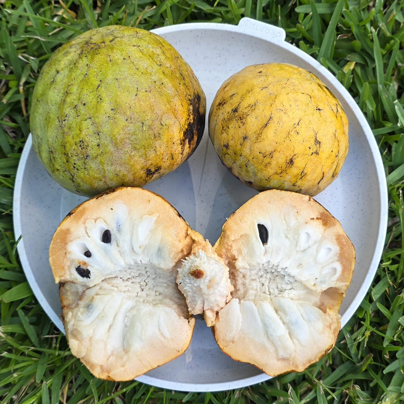 Yellow custard apple